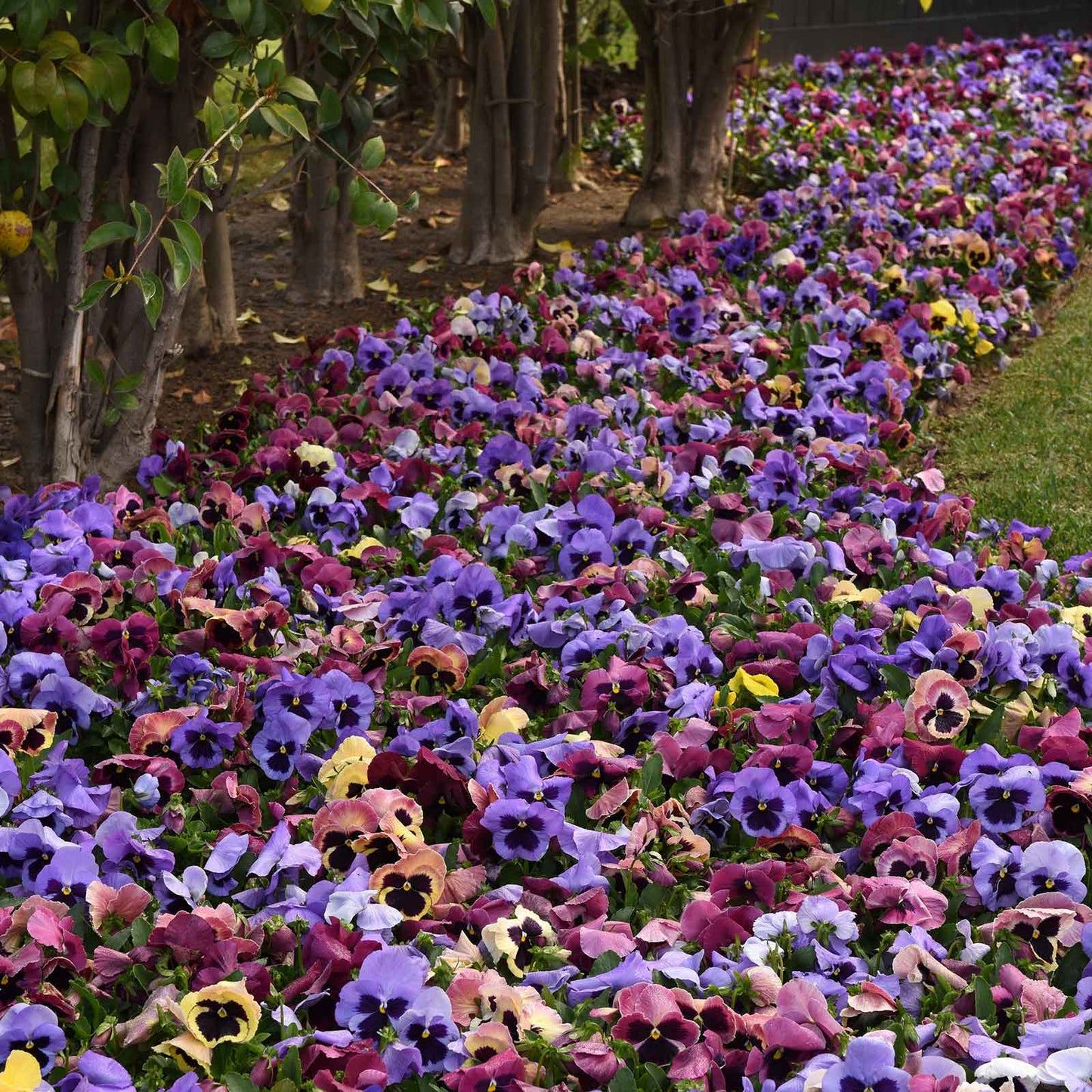 Pansy matrix coastal sunrise yellow and orange blooms with dark centers on a green backdrop.