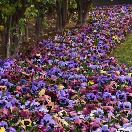 Pansy matrix coastal sunrise yellow and orange blooms with dark centers on a green backdrop.