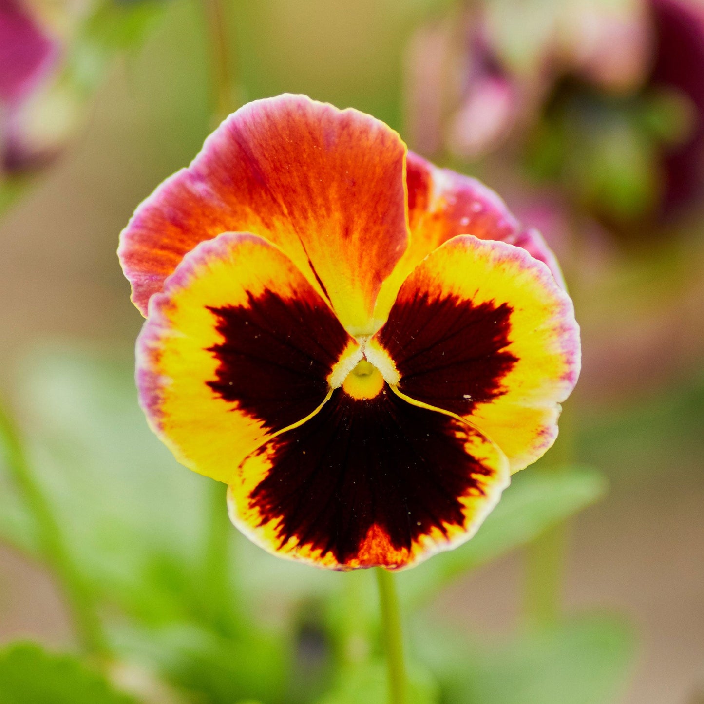 Mixed pansy orange and yellow blooms with dark centers in a green garden setting.
