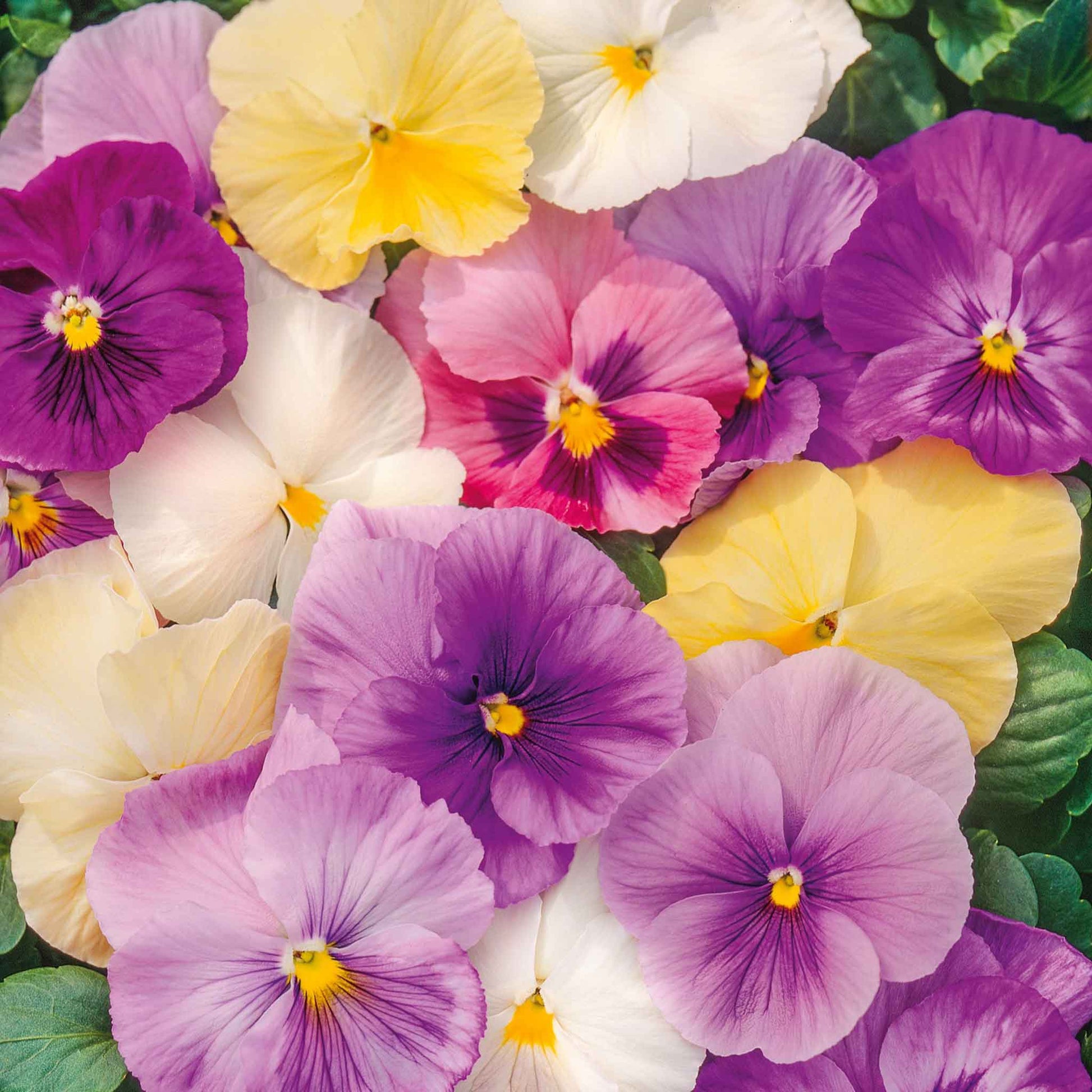 Pansy pastel mix purple, yellow and white blooms with dark centers on a blurred backdrop.