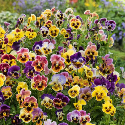 Pansy rococo mix ruffled purple, yellow and white blooms on a green backdrop. | copyright: Floramedia UK Ltd