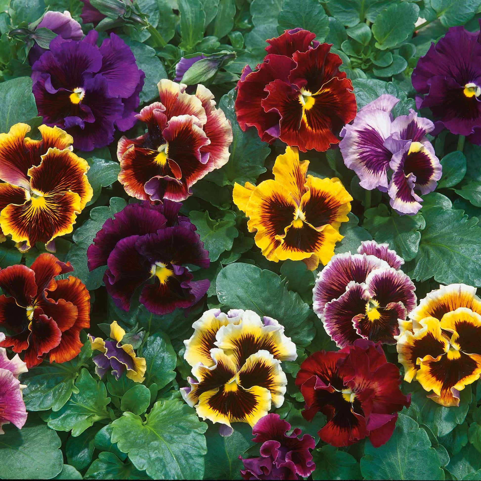 Pansy rococo mix deep purple ruffled bloom with dark blotches on a green leafy backdrop.