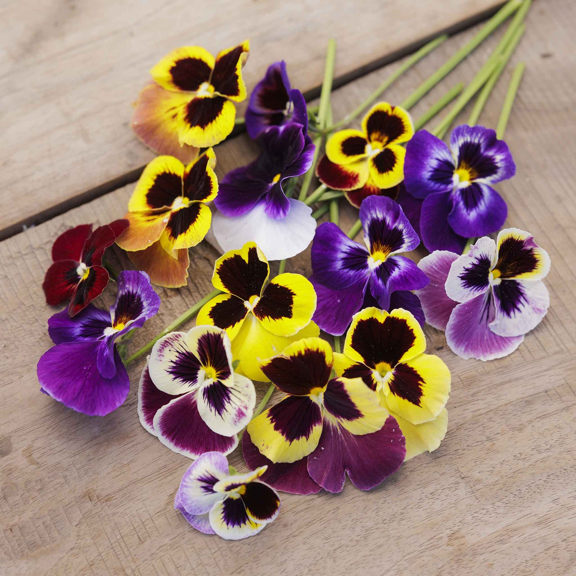 Pansy swiss giant mix deep purple centered bloom with white mid-petals on a wooden backdrop.