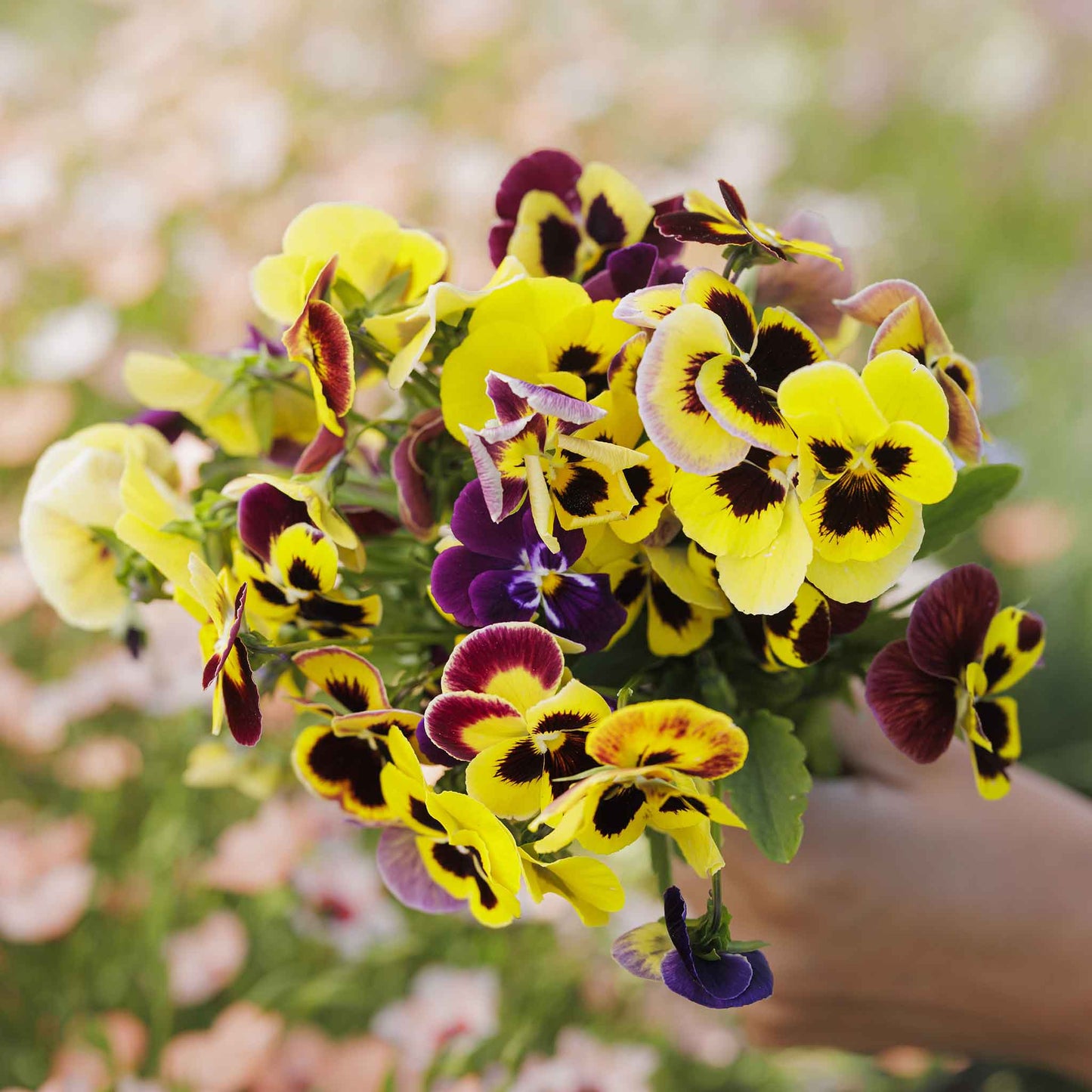  Pansy swiss giant mix cluster of purple, yellow and white blooms on a blurred backdrop.