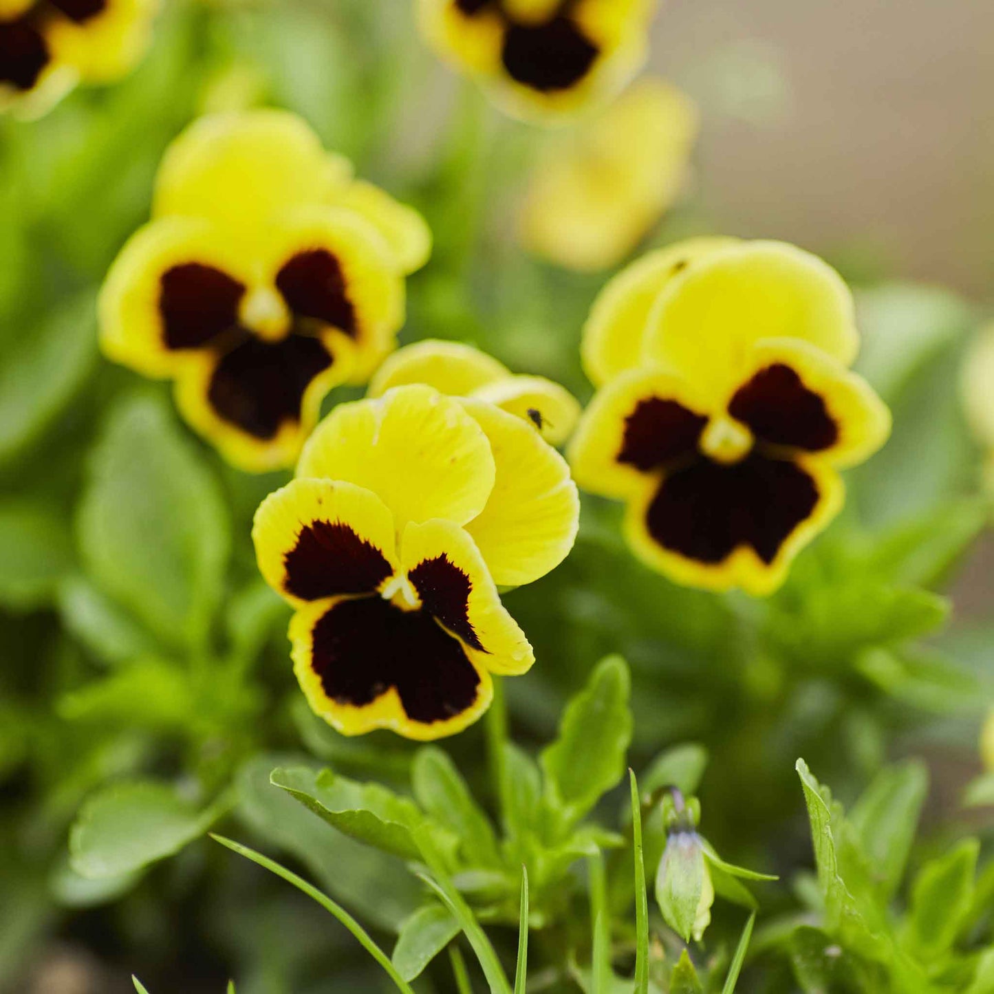 Rhinegold pansy bright yellow bloom with dark purple blotches on a green leafy backdrop.