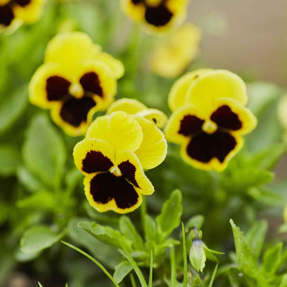 Rhinegold pansy bright yellow bloom with dark purple blotches on a green leafy backdrop.