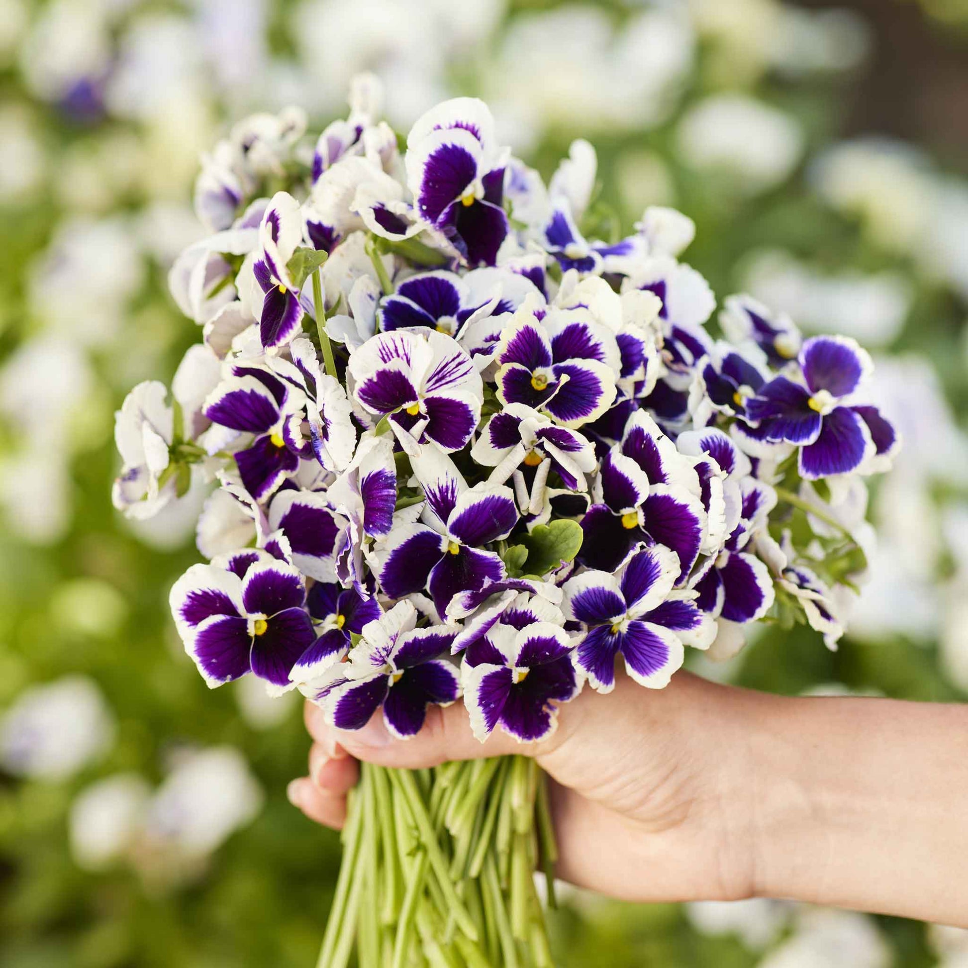 Silverbride pansy white blooms with yellow centers and purple veining on a blurred backdrop.