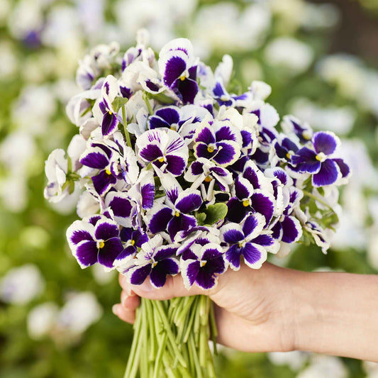 Silverbride pansy white blooms with yellow centers and purple veining on a blurred backdrop.