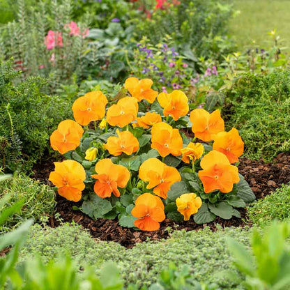 Pansy swiss giants orange sun orange and yellow blooms with dark centers under a clear sky. | copyright: Floramedia UK Ltd