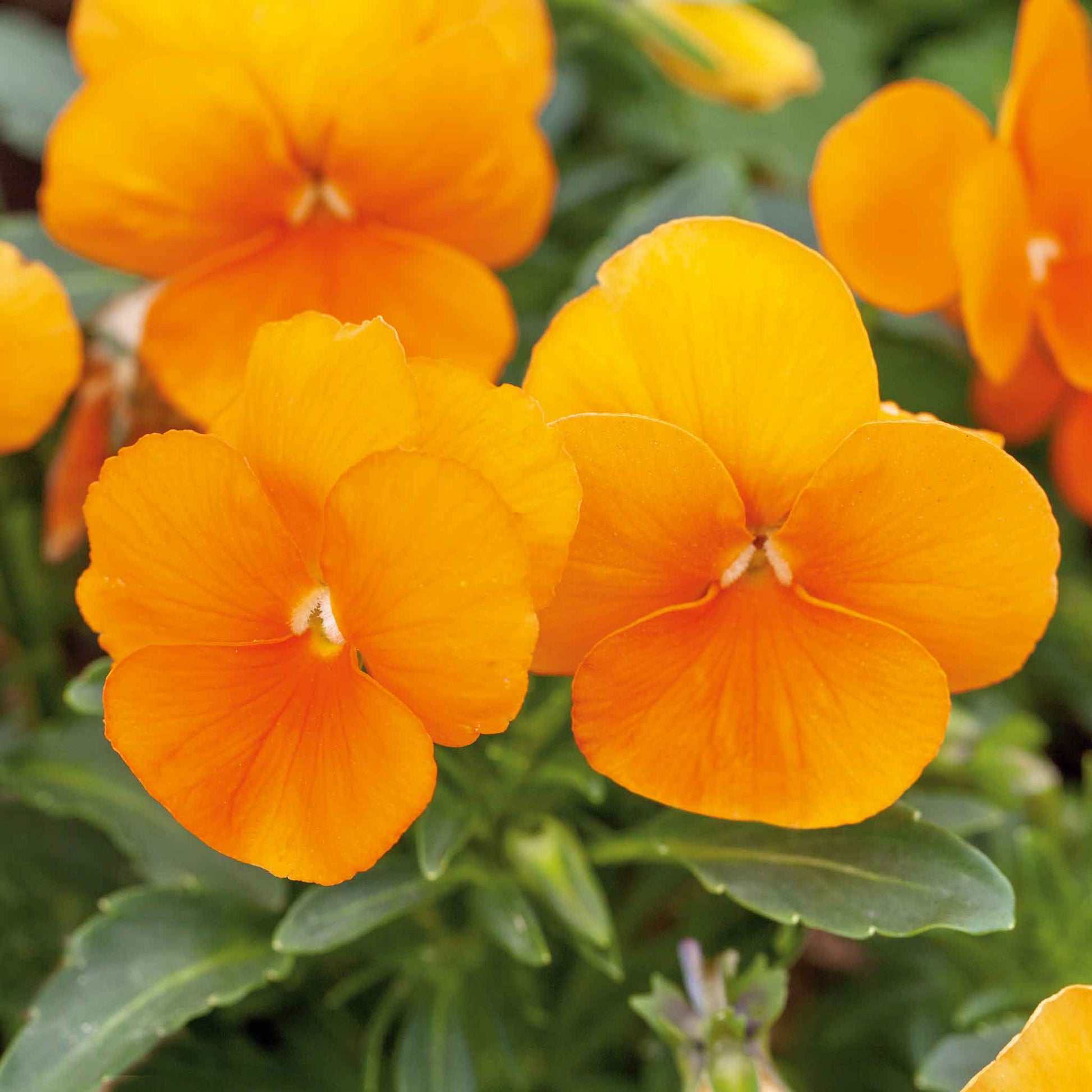 Pansy swiss giants orange sun three orange and yellow blooms with dark centers among green foliage.