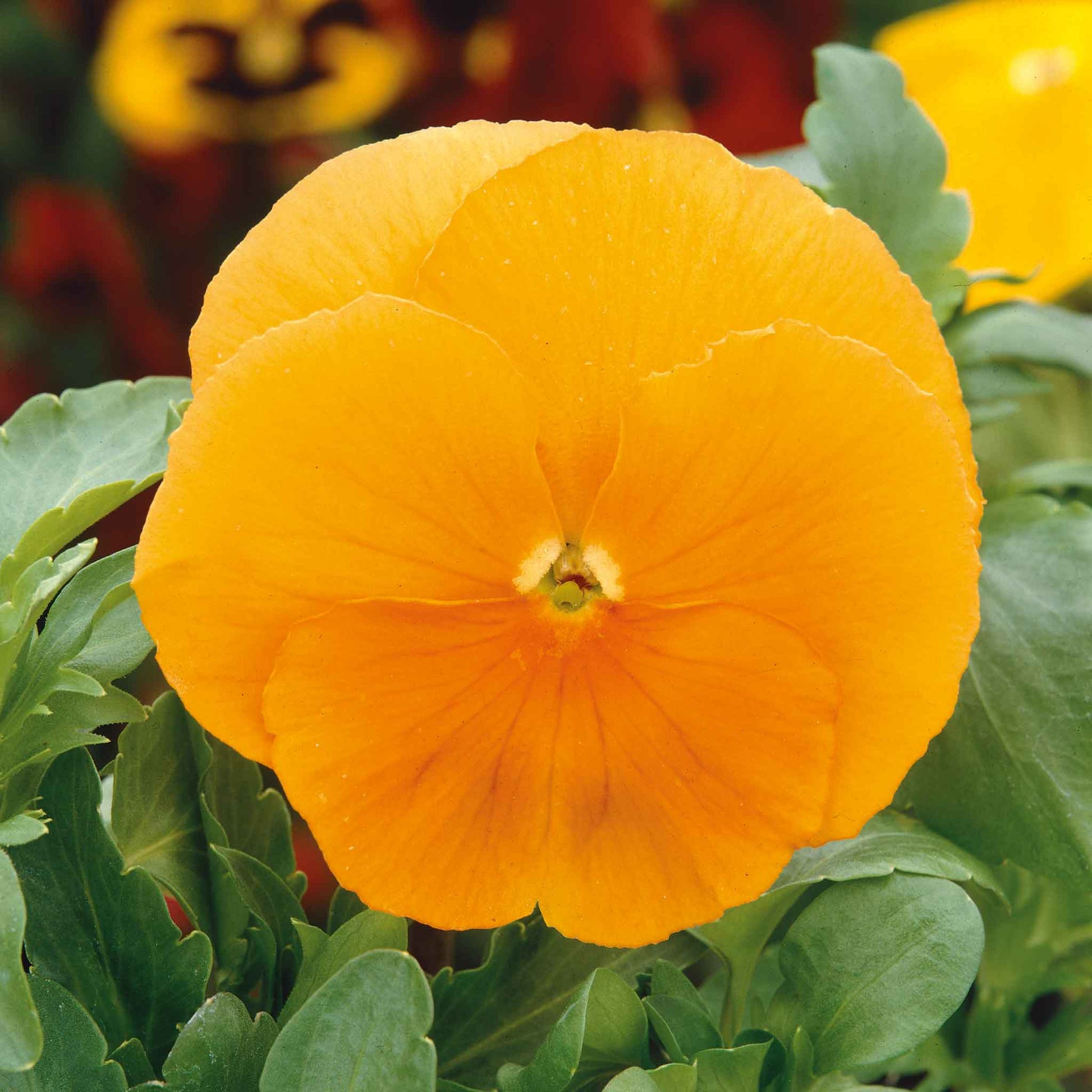 Pansy swiss giants orange sun bright orange ruffled blooms with dark centers on a plain backdrop.