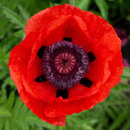 Red papaver beauty of livermere with black center markings against a soft green background.