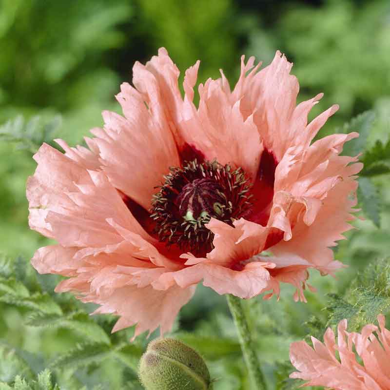 Orange papaver forncett summer with ruffled petals and a dark center, blurred green background.