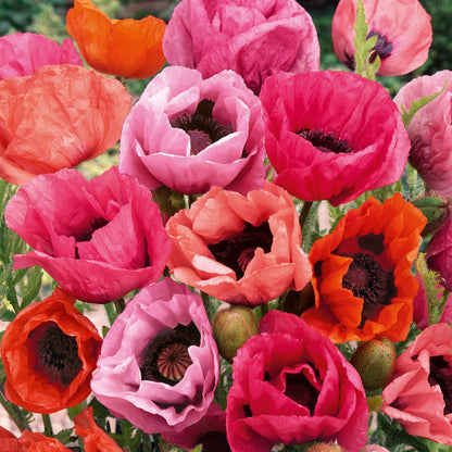 Papaver fruit punch mix with pink and red poppy blooms in a sunny garden setting.