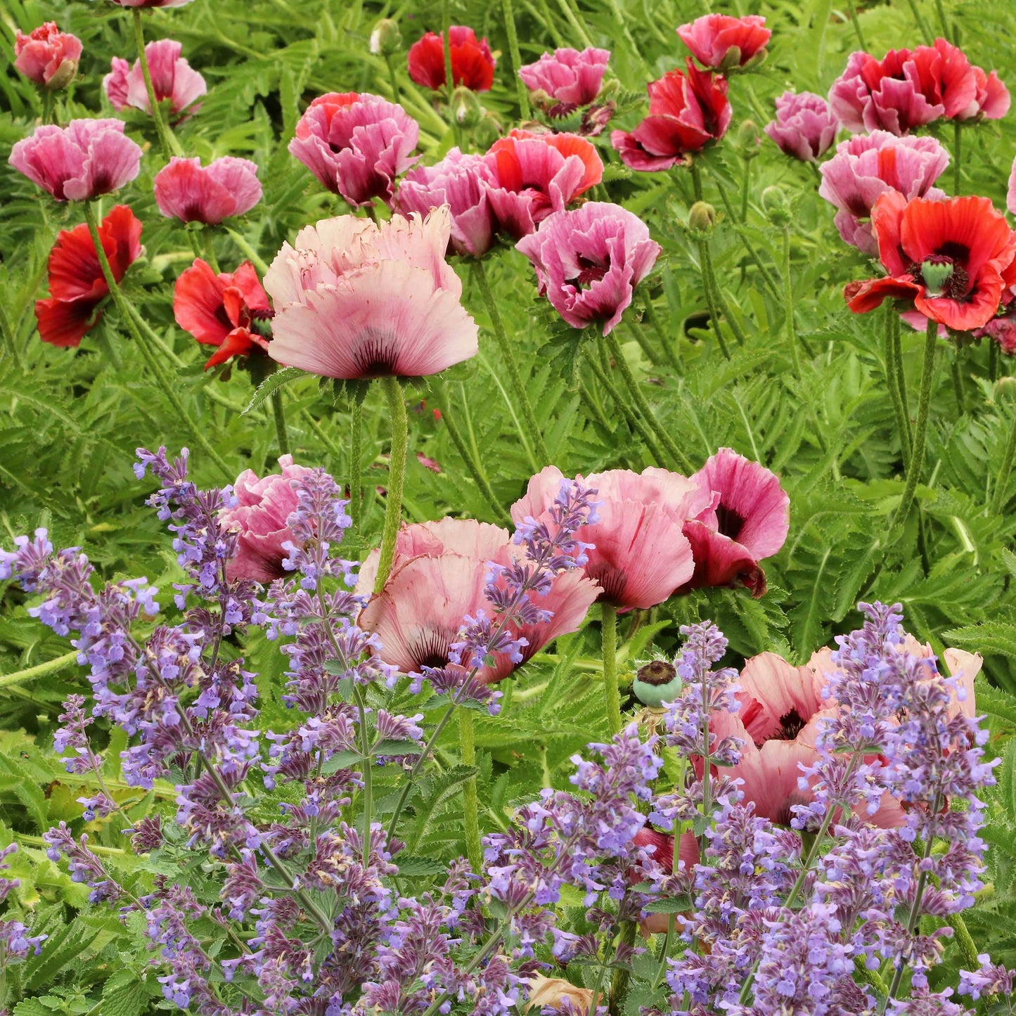  Papaver fruit punch mix with pink and red blooms among purple flowers in a garden.