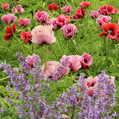  Papaver fruit punch mix with pink and red blooms among purple flowers in a garden.