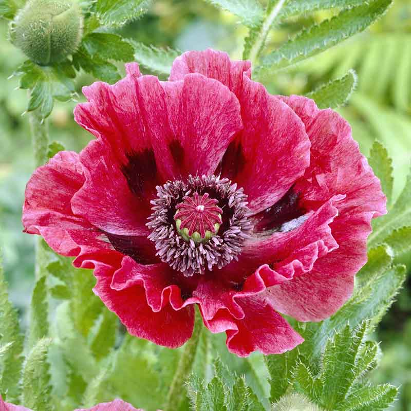 Purple papaver harlem flowers with white centers and green foliage in the background.