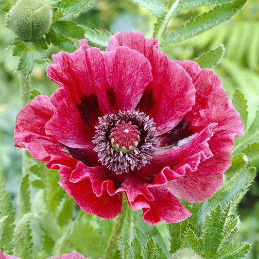 Purple papaver harlem flowers with white centers and green foliage in the background.