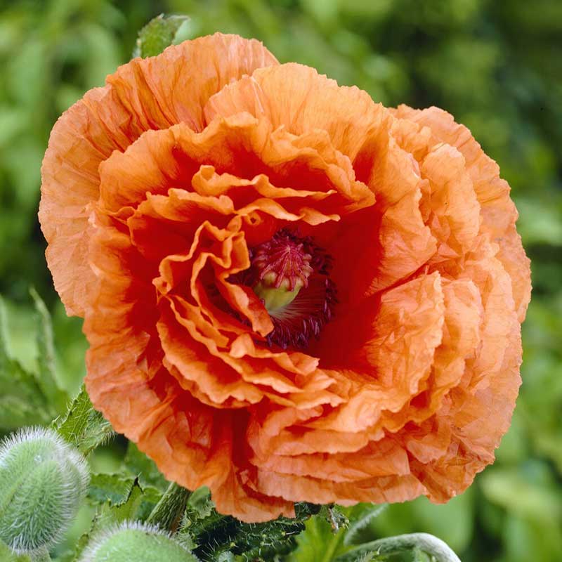 Orange papaver harvest moon with large crinkled petals against a blurred background.