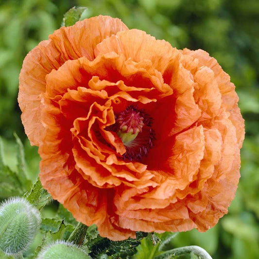 Orange papaver harvest moon with large crinkled petals against a blurred background.