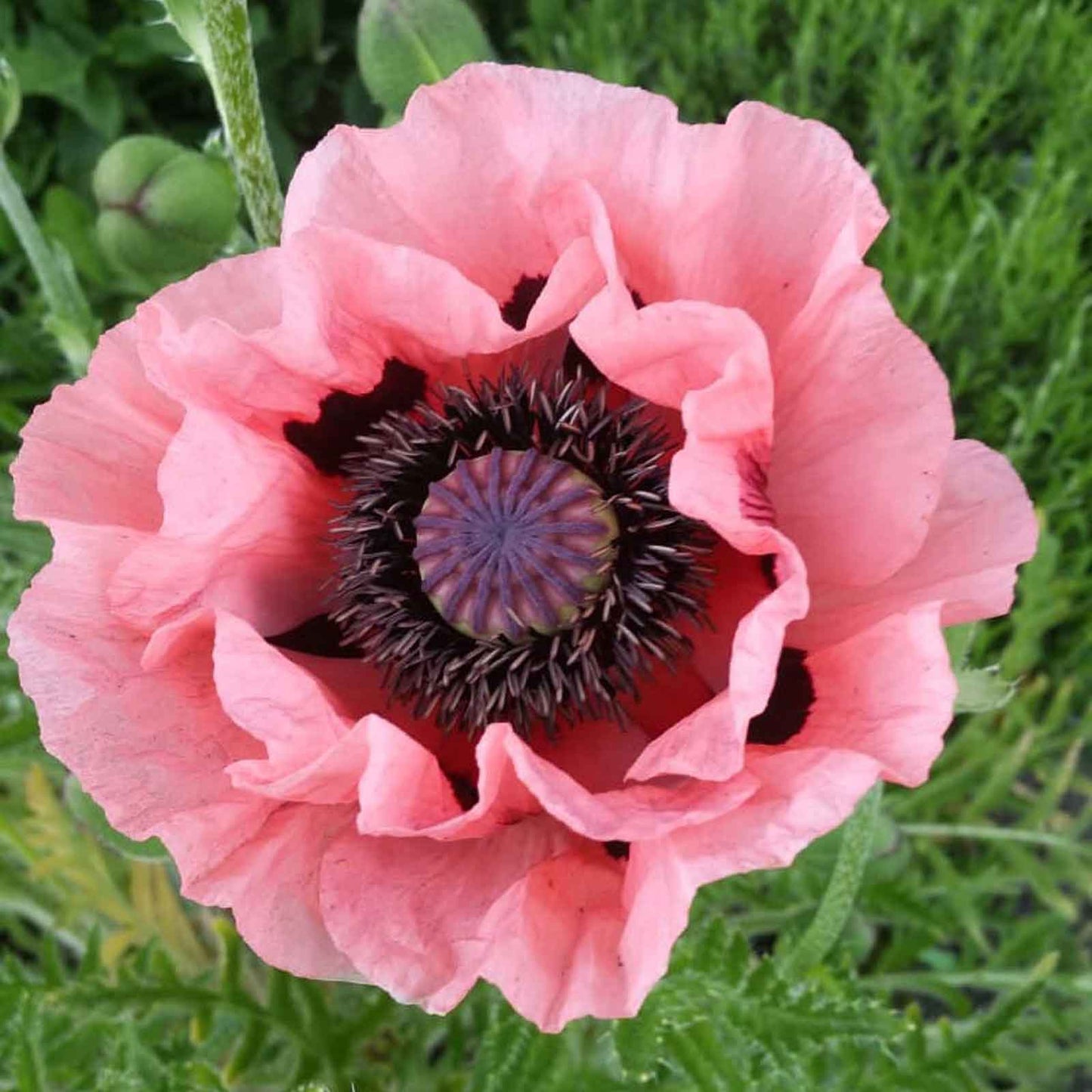 Papaver helen elizabeth with light pink petals and a dark purple center, blurred background.