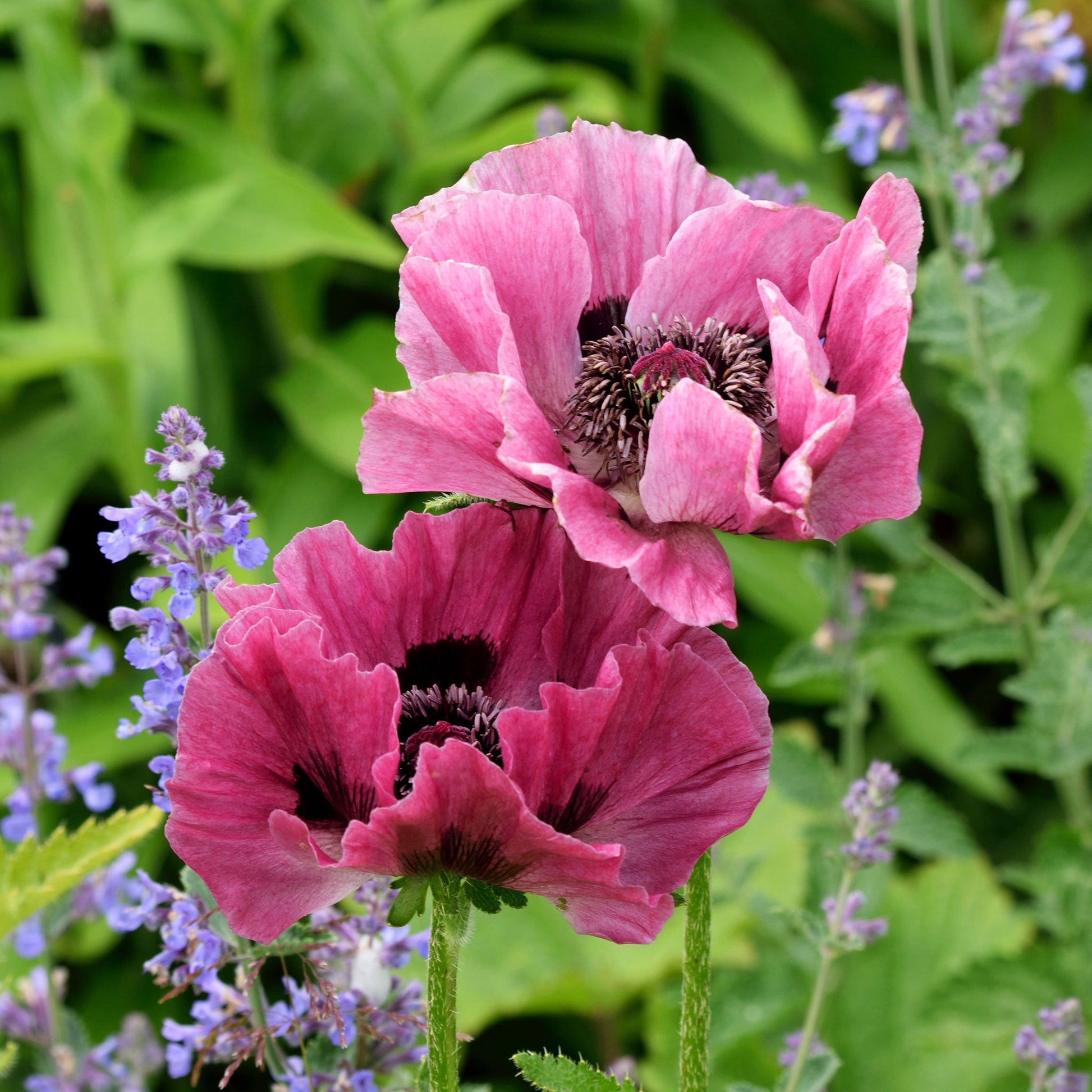 Papaver pattys plum with crinkled plum-colored petals against a soft blurred background.
