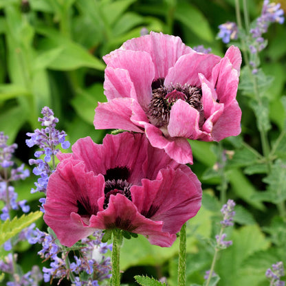Papaver pattys plum with crinkled plum-colored petals against a soft blurred background.