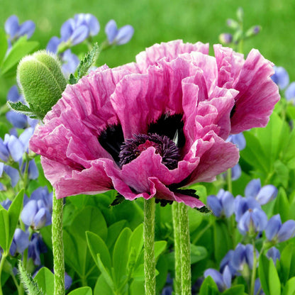 Deep plum papaver pattys plum close-up with a dark center against a blurred green background.