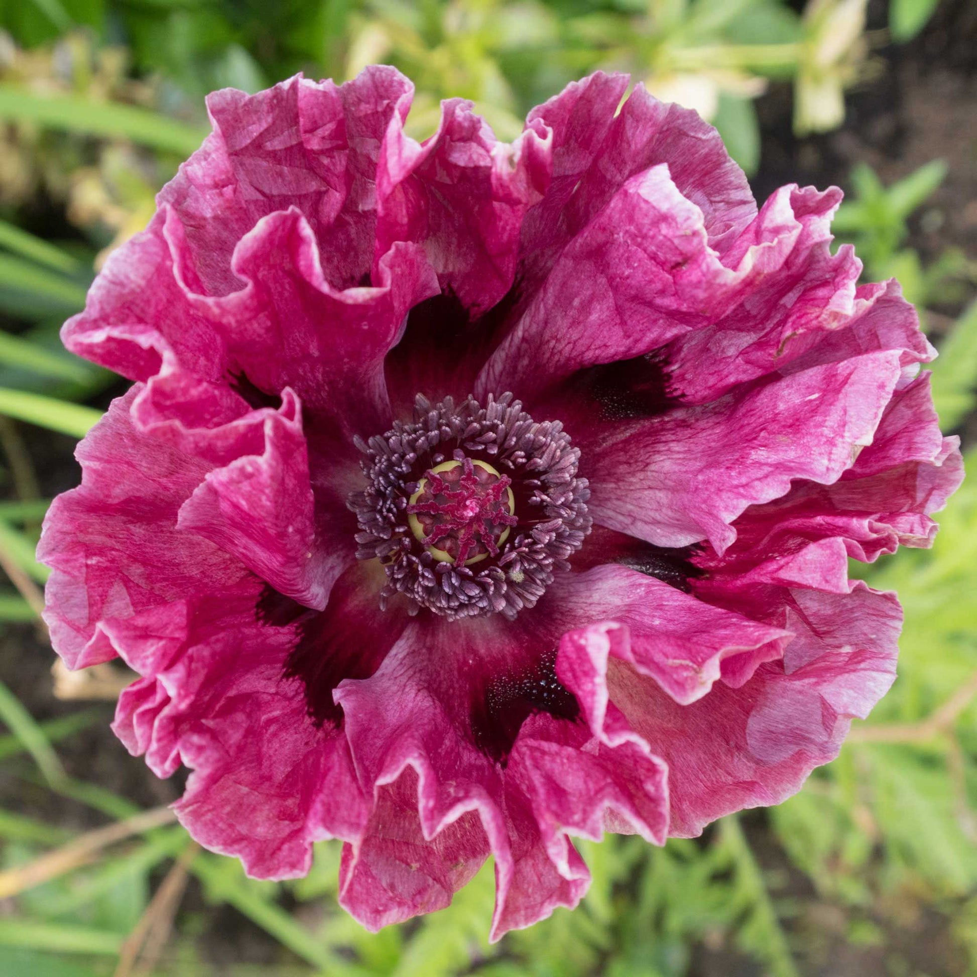 Bright pink papaver pattys plum with ruffled petals against a blurred green background.