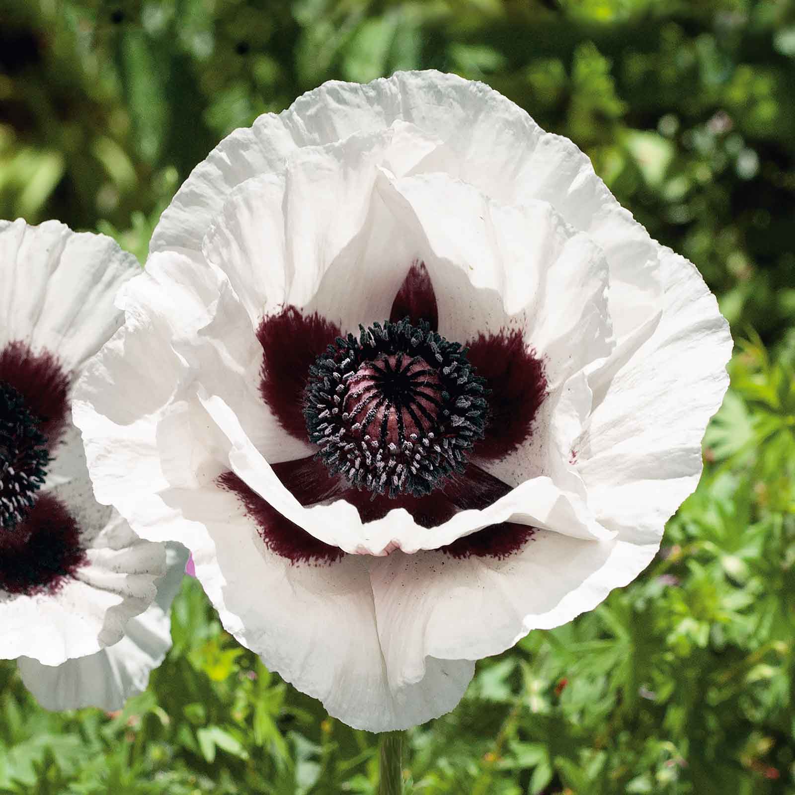 White papaver royal wedding blooms with dark centers surrounded by green foliage.