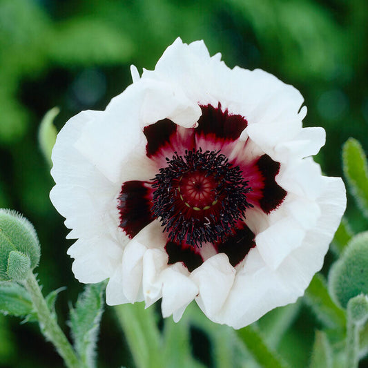 White papaver royal wedding with ruffled petals and a dark center against a green background.