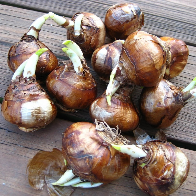 Brown paperwhite bulbs with visible roots on a wooden surface ready for planting.