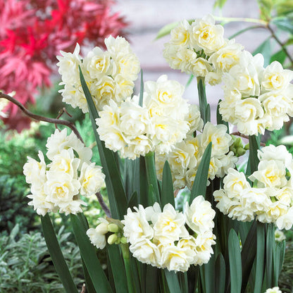 Paperwhite erlicheer narcissus with white and yellow blooms among pink flowers in a garden.