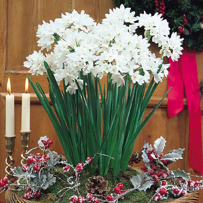 Paperwhite ziva narcissus with white blooms and green stems in a festive red holiday setting.
