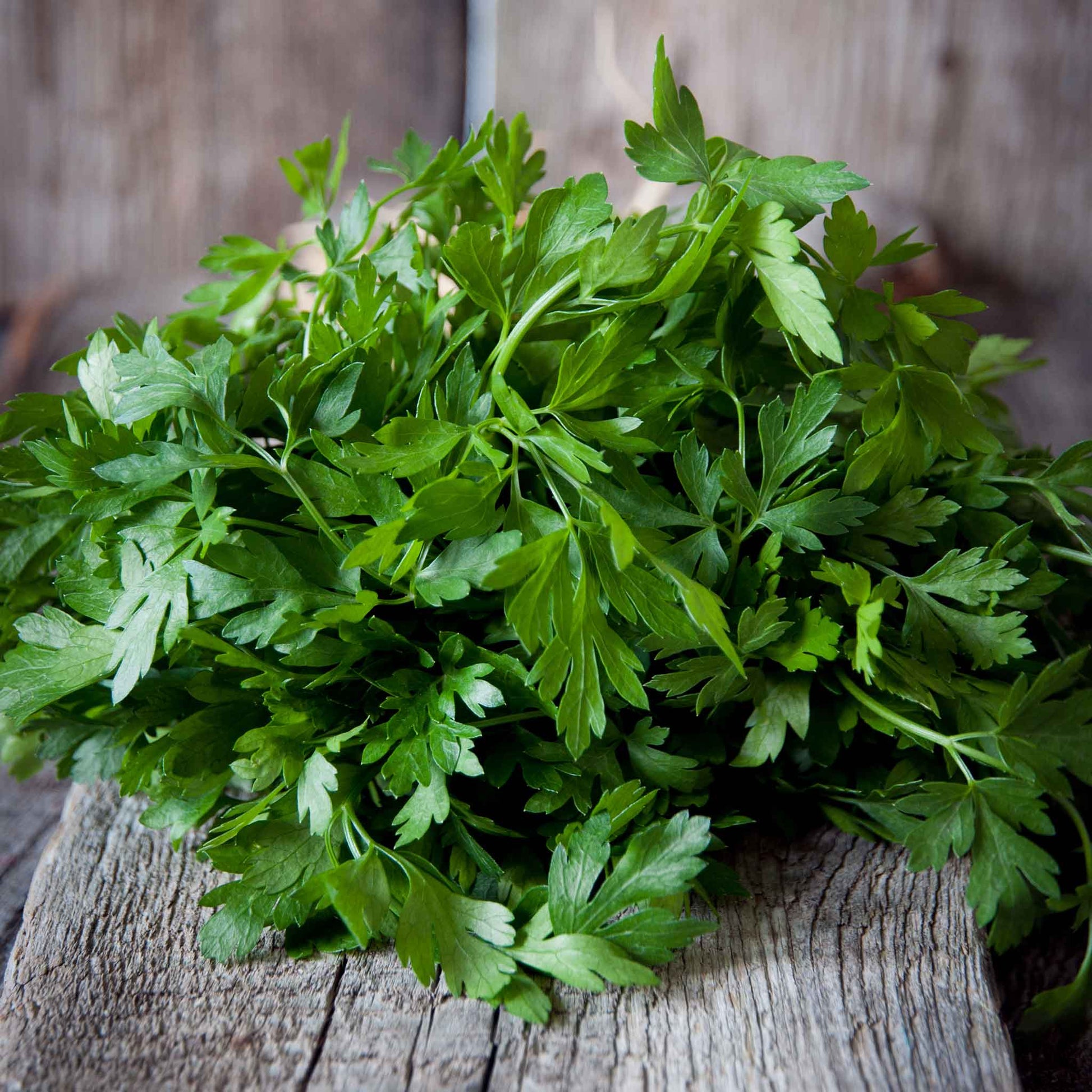 A close-up shot of organic green Italian parsley seeds, showcasing their intricate textures and natural beauty.