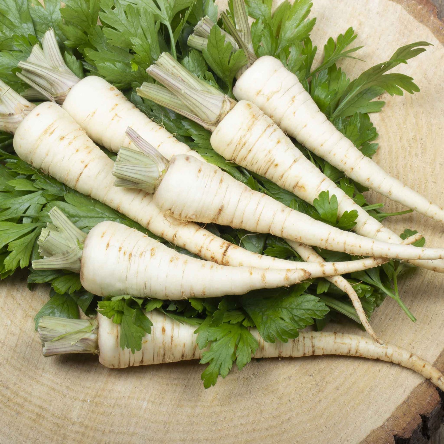 A close-up of Harris Model parsnips with white skin and a pointed end, lying on a dark surface.
