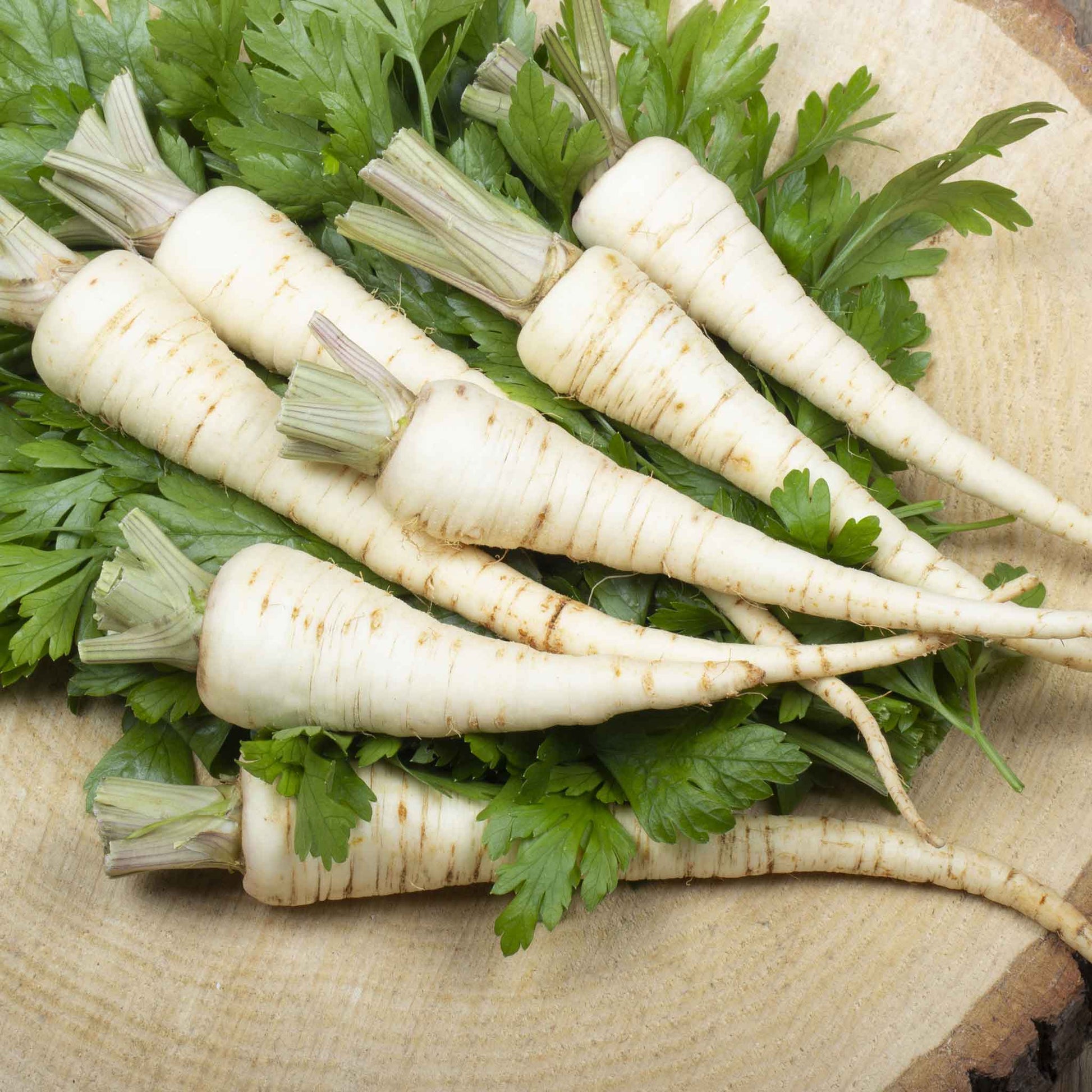 A close-up of Harris Model parsnips with white skin and a pointed end, lying on a dark surface.