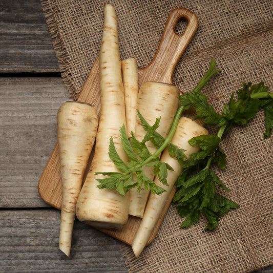 A close-up of Hollow Crown parsnip roots with white skin, showing its shape and texture.