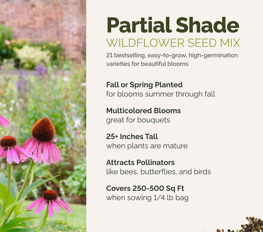 A visual overview of the wildflower seed mix, showcasing expected floral blooms.