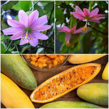 Passiflora banana passion fruit yellow fruit with a slight blush on a green stem with flowers.