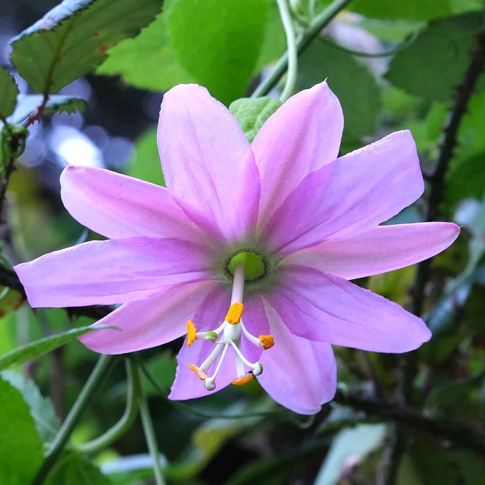 Passiflora banana passion fruit flower small purple bloom with green leaves on a blurred backdrop.
