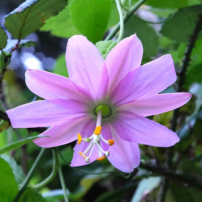 Passiflora banana passion fruit flower small purple bloom with green leaves on a blurred backdrop.