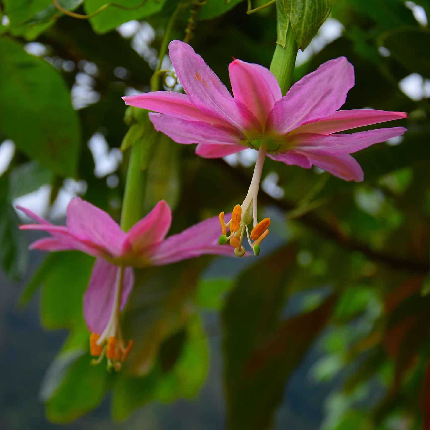 Passiflora banana passion fruit  flower small purple bloom with green leaves on a blurred backdrop.