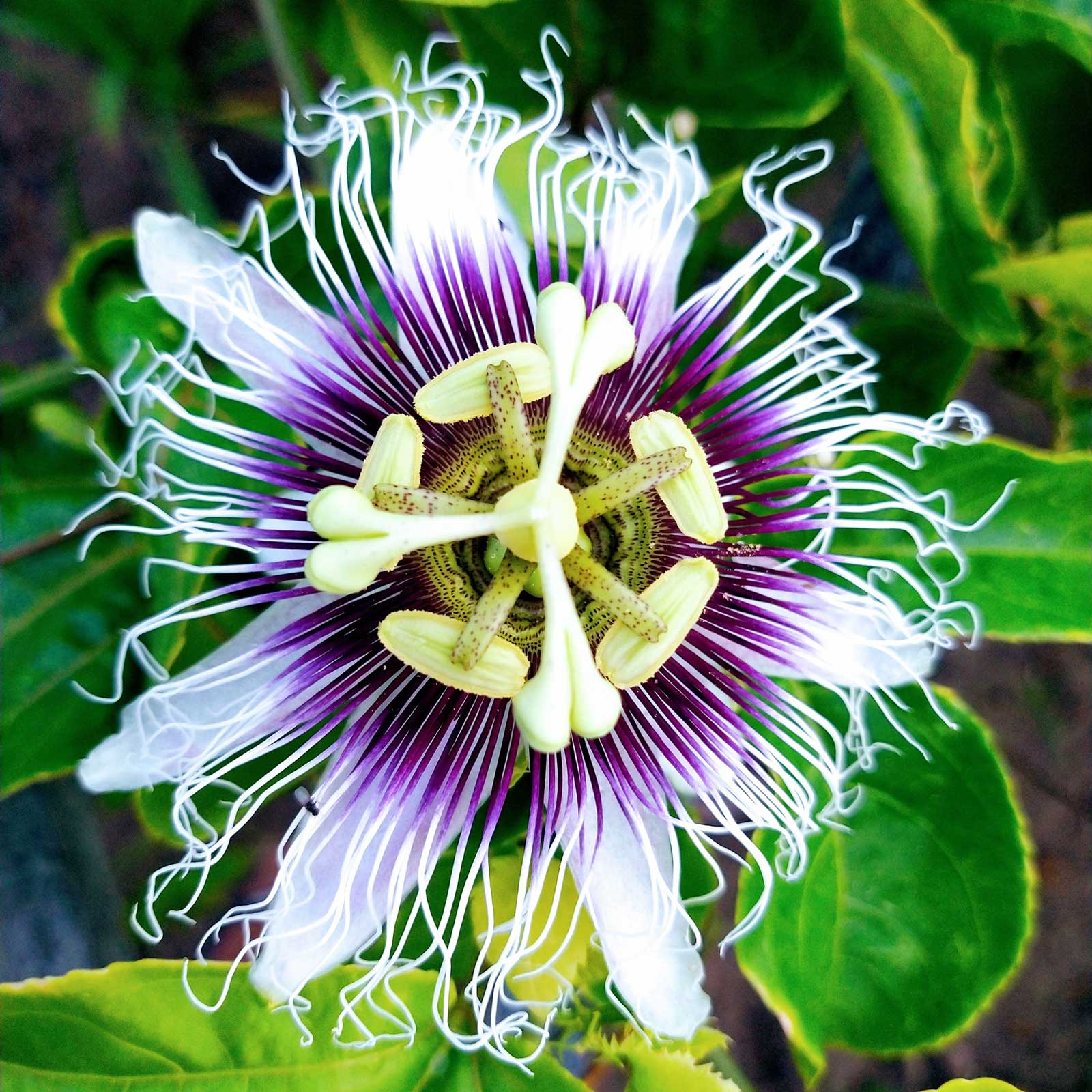 Close-up of a purple passionflower with green leaves in the background