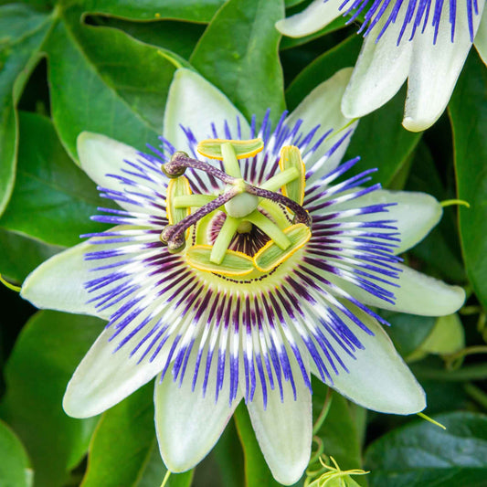 Passiflora purple and white bloom with intricate stamens against a soft green backdrop.