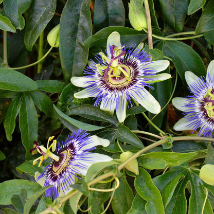 Passiflora white and purple bloom with a unique central structure on a green leafy backdrop.