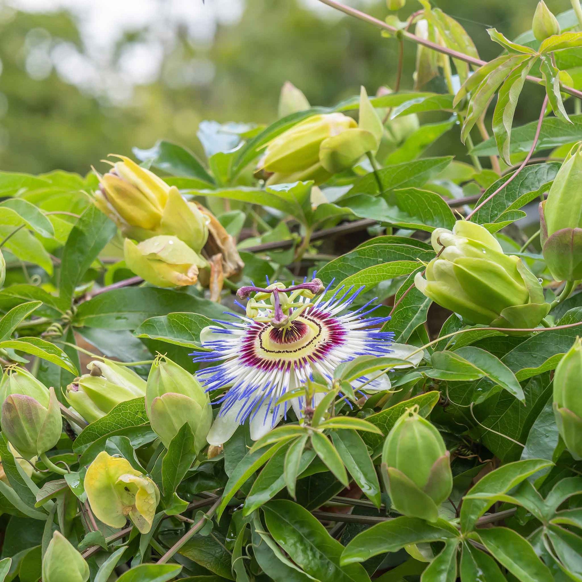 Passiflora blooming purple flower with intricate petals and a prominent stigma on a green backdrop.