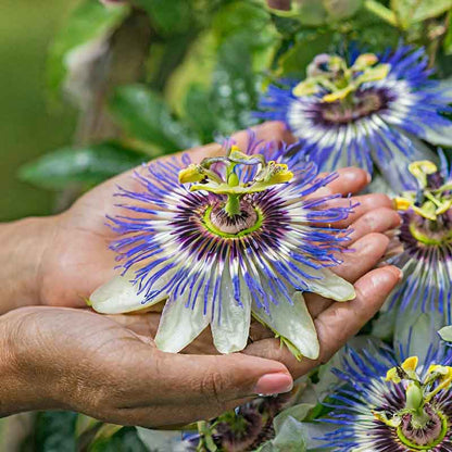Passiflora vibrant purple bloom with intricate petals held in a hand against a green backdrop.