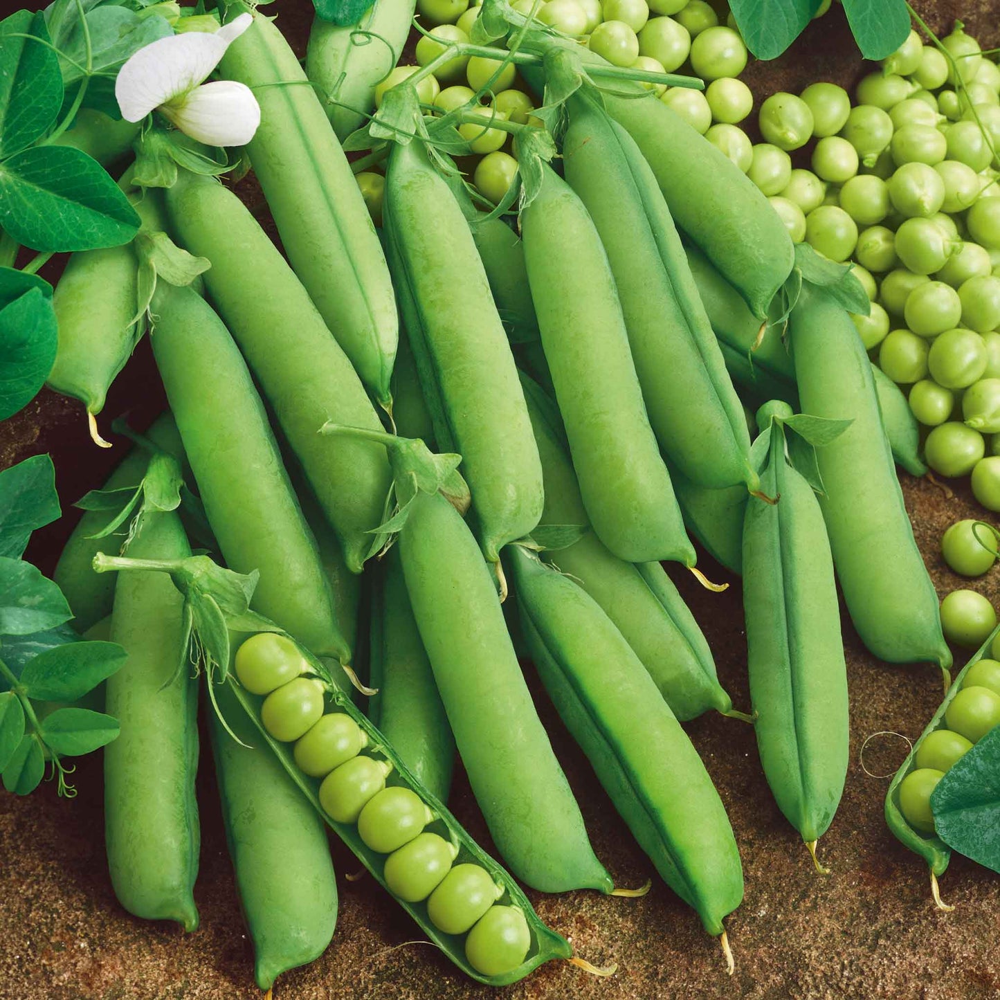 A close-up shot of small, round, dried Alaska pea seeds in varying shades of green.