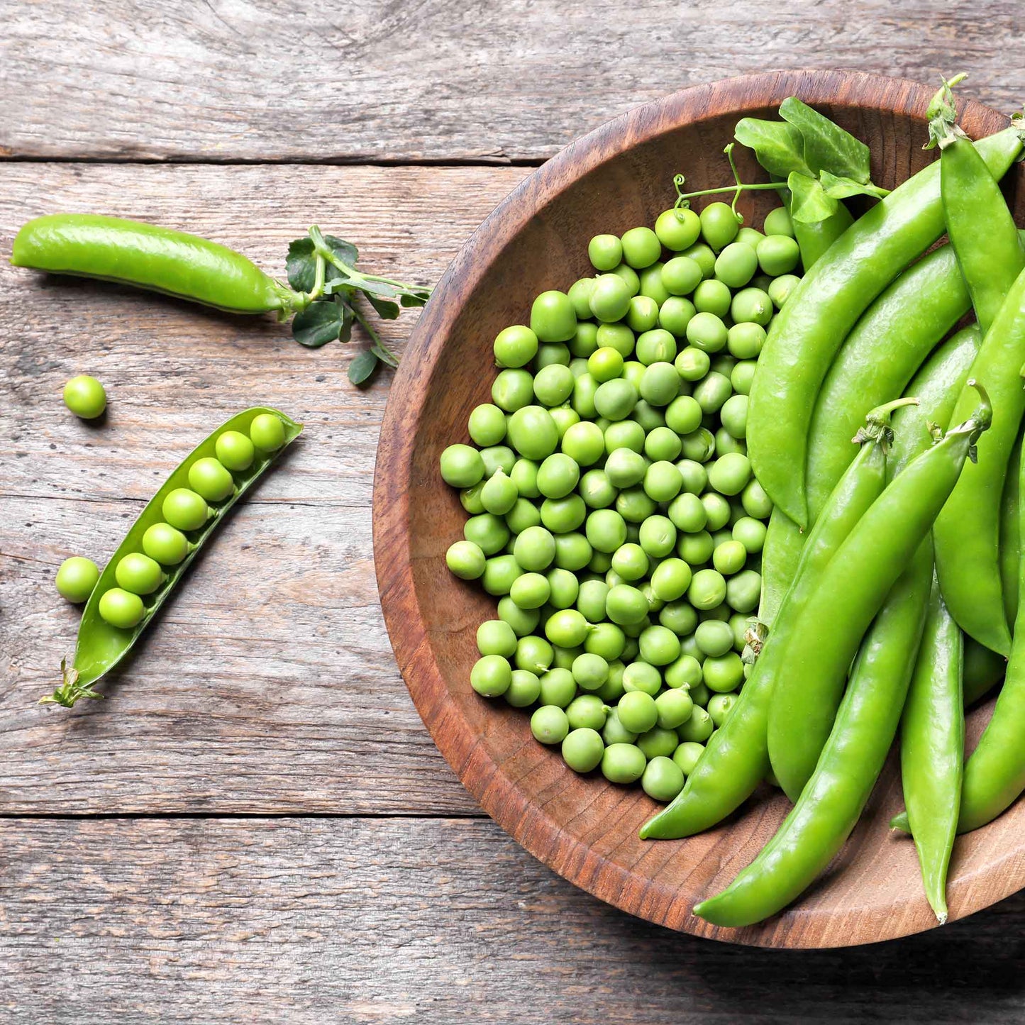 A bowl of Lincoln pea seeds with some pea pods resting on the side.